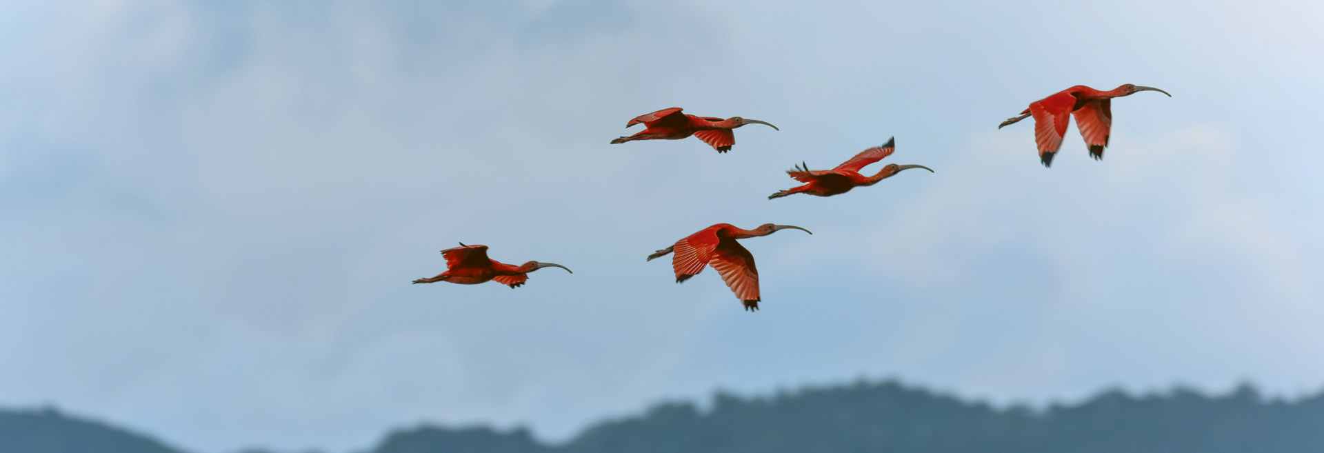 flamingos flying through the air